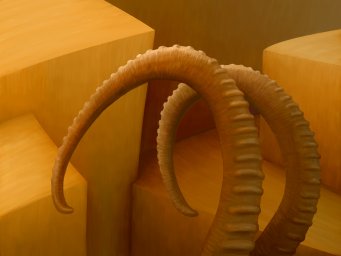 ibex_horns_16_tn.jpg