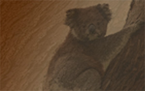 koala bark v1.2 s.jpg