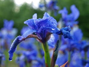 Blue Flower