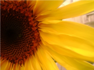 Sunflower_s.JPG