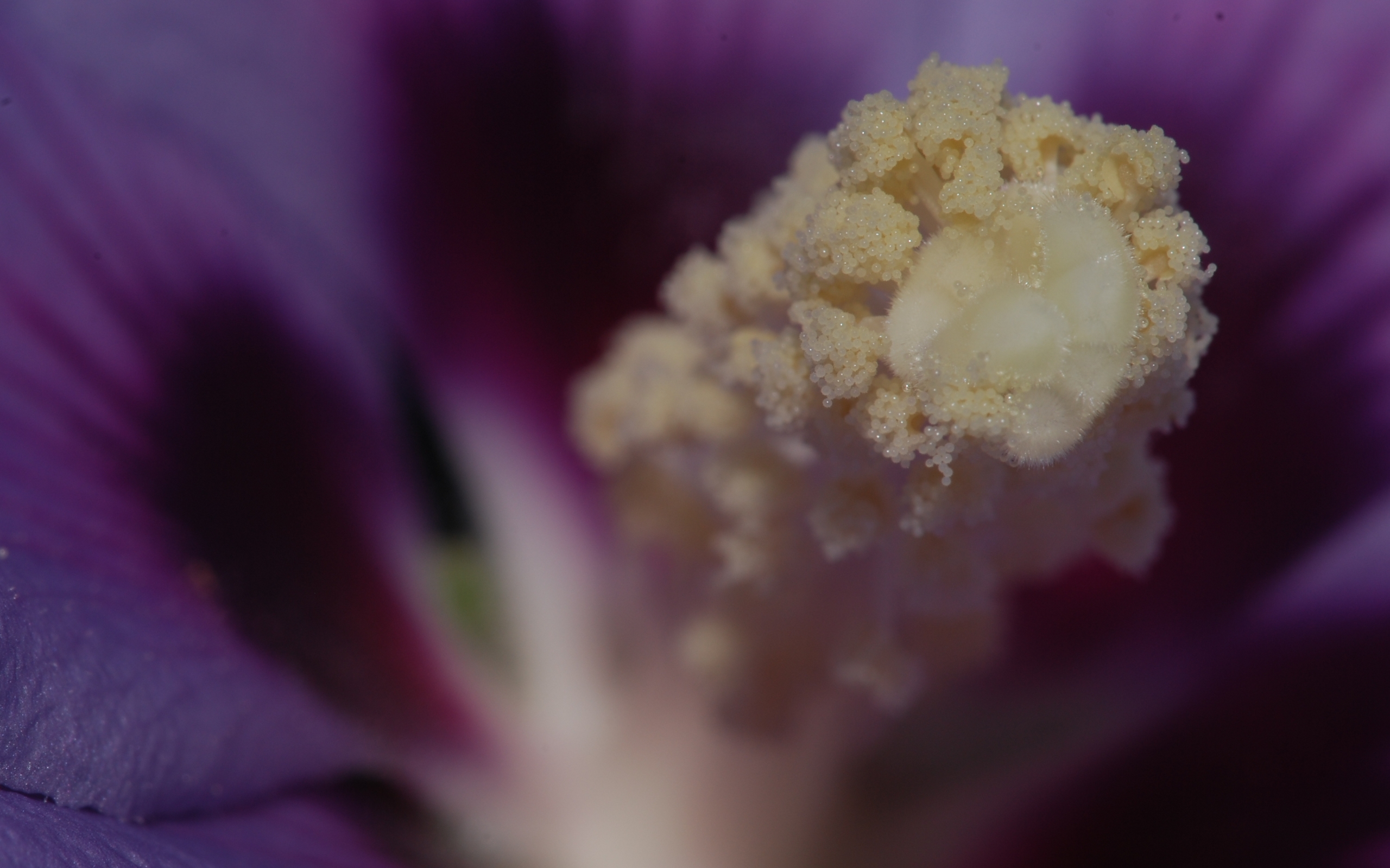 hibiscusbg.jpg