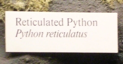 ReticulatedPython.jpg