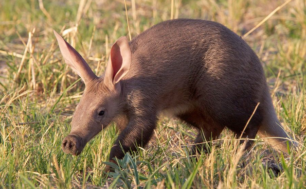 aardvark.png