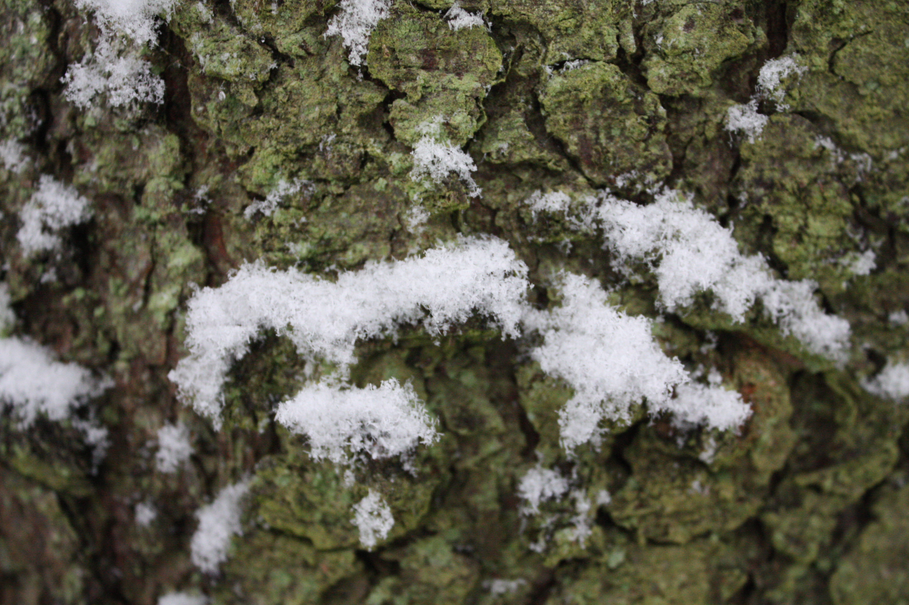 Snow Bark