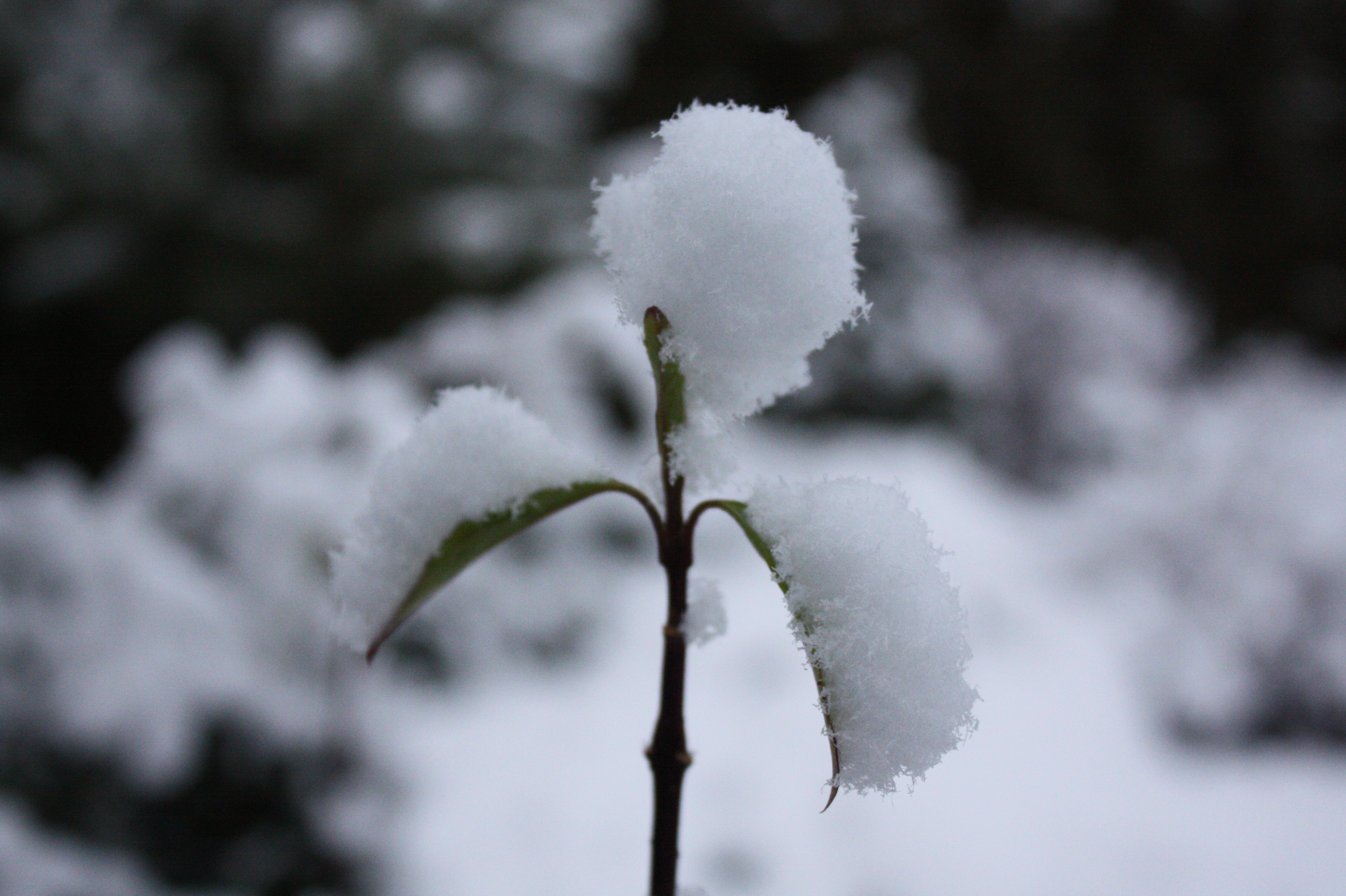 Winter Flower