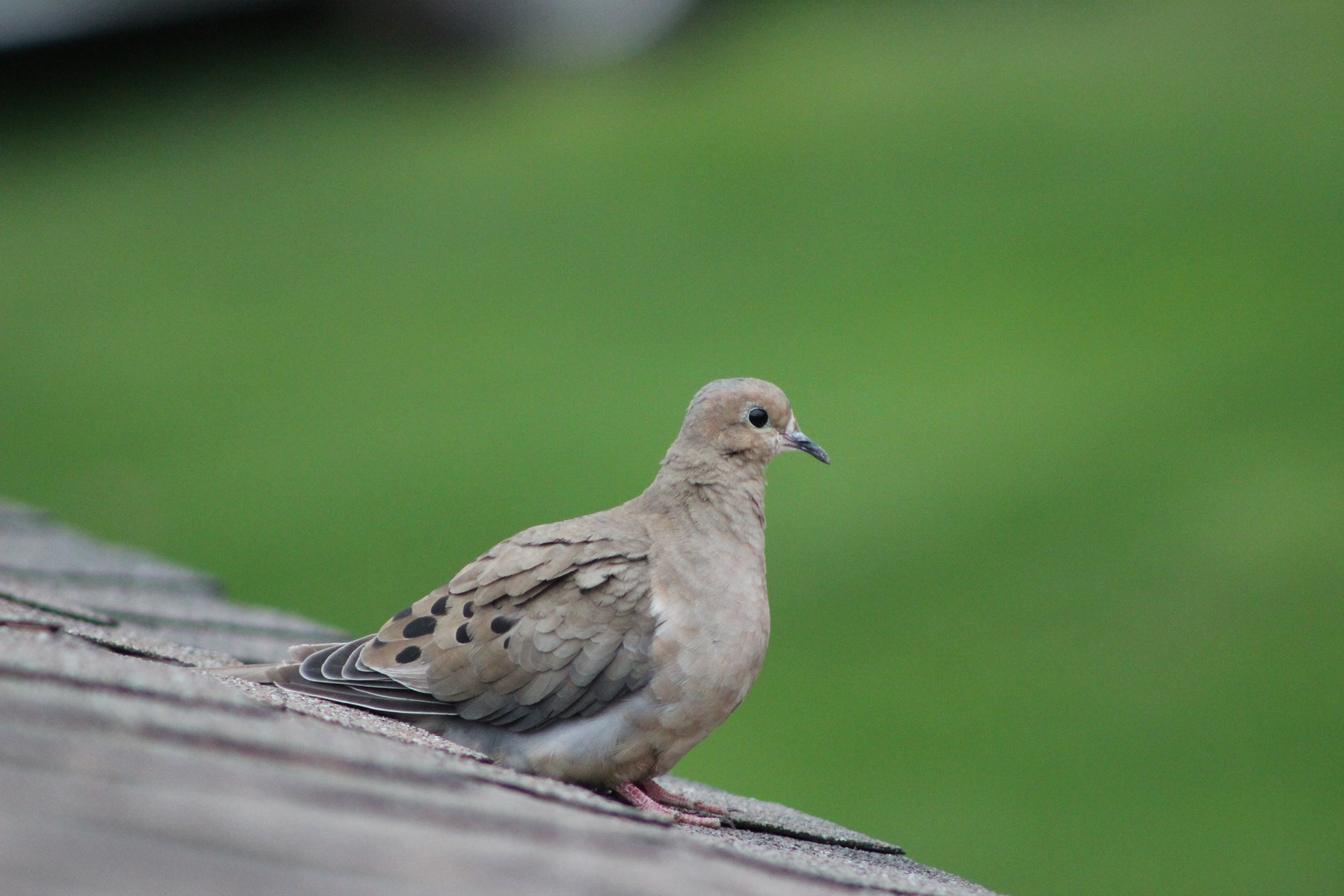 Mourning Dove